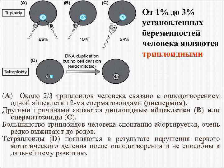 От 1% до 3% установленных беременностей человека являются триплоидными (A) Около 2/3 триплоидов человека