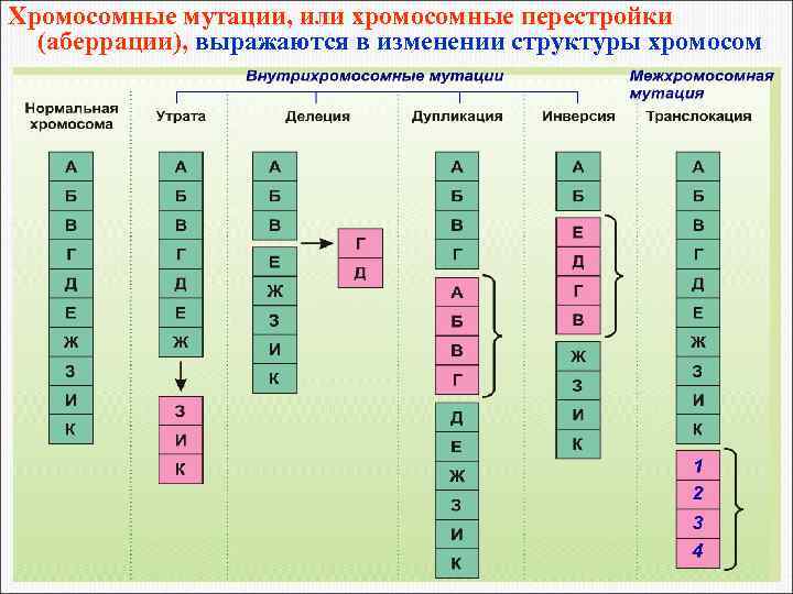 Хромосомные мутации, или хромосомные перестройки (аберрации), выражаются в изменении структуры хромосом 80 