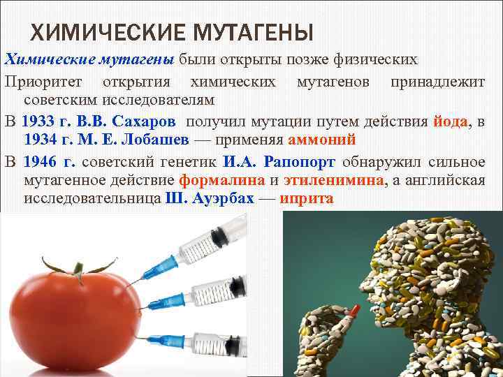 ХИМИЧЕСКИЕ МУТАГЕНЫ Химические мутагены были открыты позже физических Приоритет открытия химических мутагенов принадлежит советским