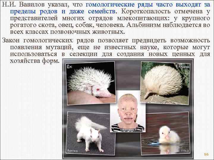 Н. И. Вавилов указал, что гомологические ряды часто выходят за пределы родов и даже