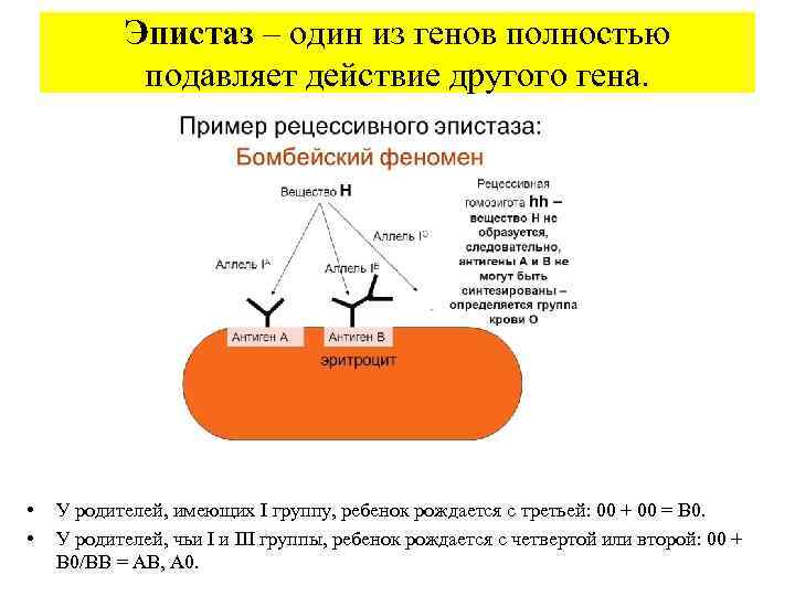 Эпистаз – один из генов полностью подавляет действие другого гена. • • У родителей,