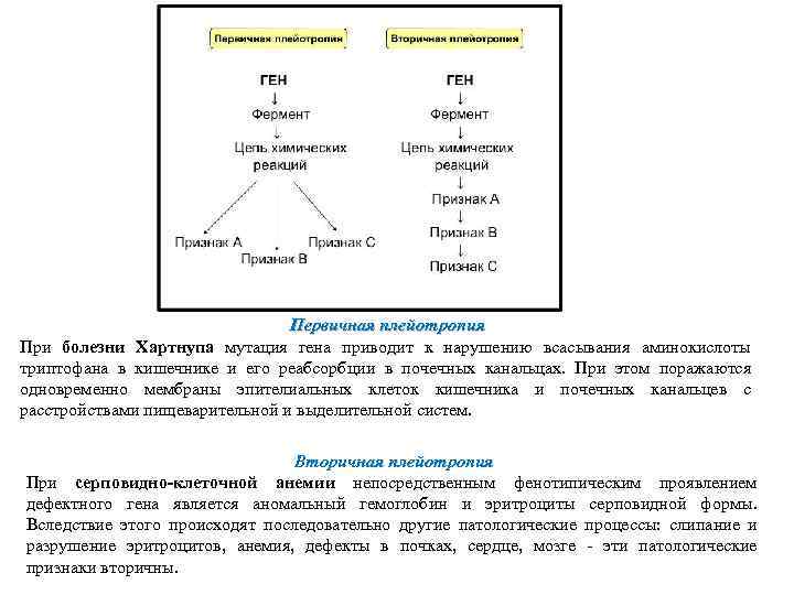 Первичная плейотропия При болезни Хартнупа мутация гена приводит к нарушению всасывания аминокислоты триптофана в
