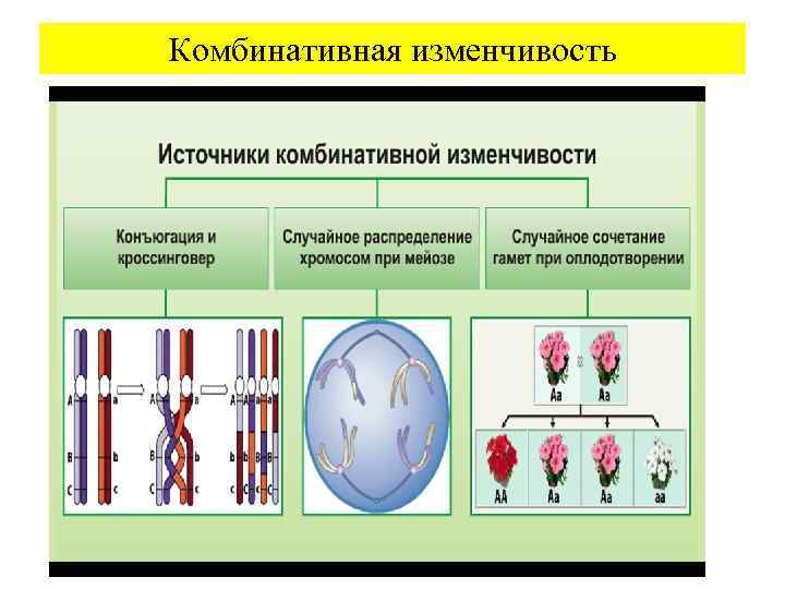 Комбинативная изменчивость 