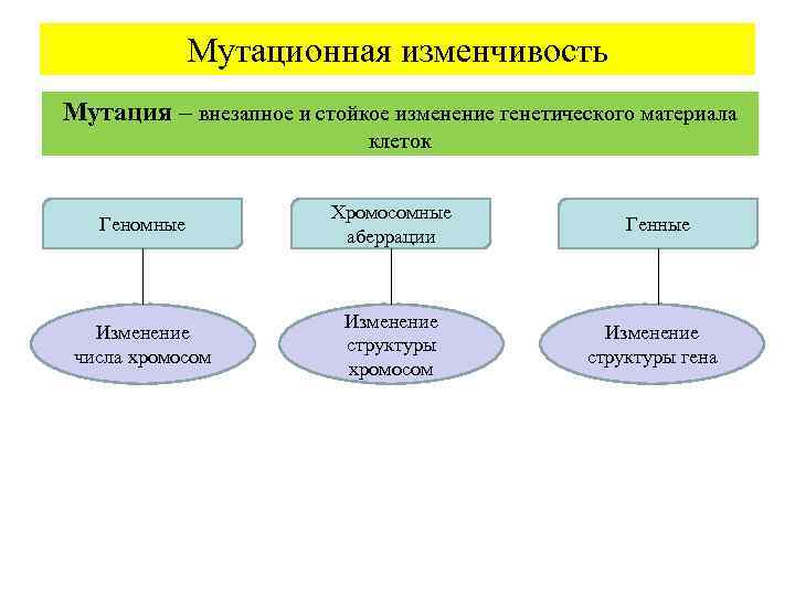 Мутационная изменчивость Мутация – внезапное и стойкое изменение генетического материала клеток Геномные Хромосомные аберрации