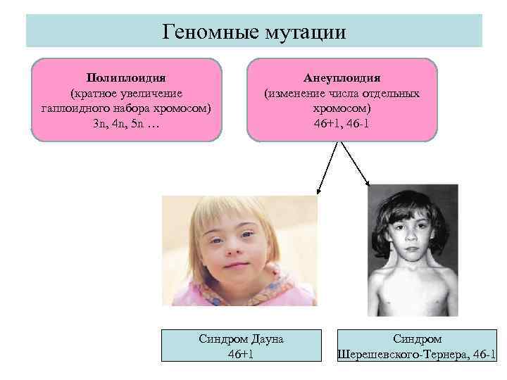 Геномные мутации Полиплоидия (кратное увеличение гаплоидного набора хромосом) 3 n, 4 n, 5 n