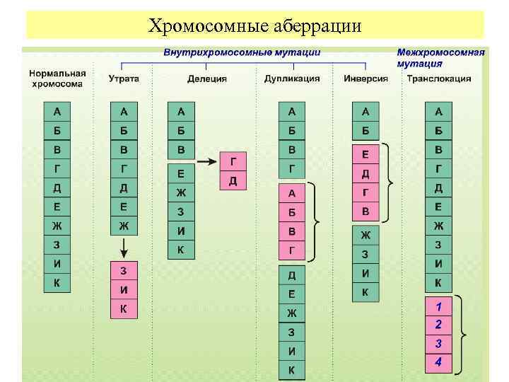 Хромосомные аберрации 