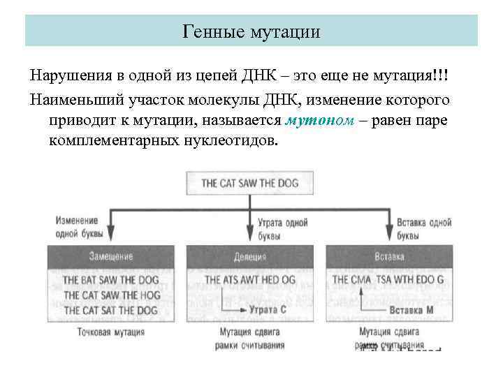 Генные мутации Нарушения в одной из цепей ДНК – это еще не мутация!!! Наименьший