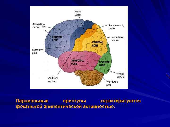 Парциальные приступы характеризуются фокальной эпилептической активностью. 