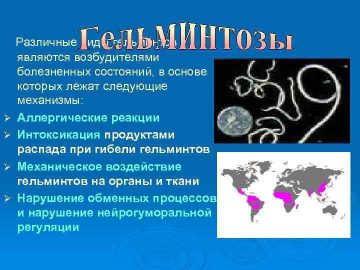   Различные виды гельминтов являются возбудителями болезненных состояний, в основе которых лежат следующие