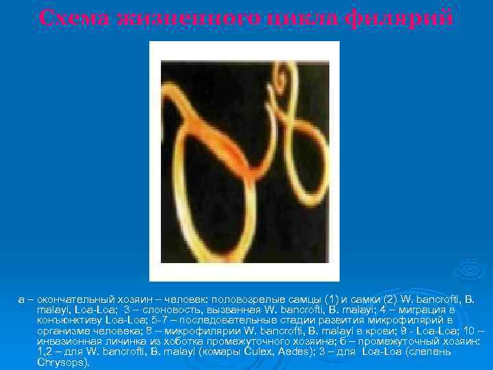   Схема жизненного цикла филярий а – окончательный хозяин – человек: половозрелые самцы