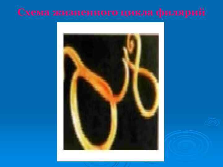 Схема жизненного цикла филярий 