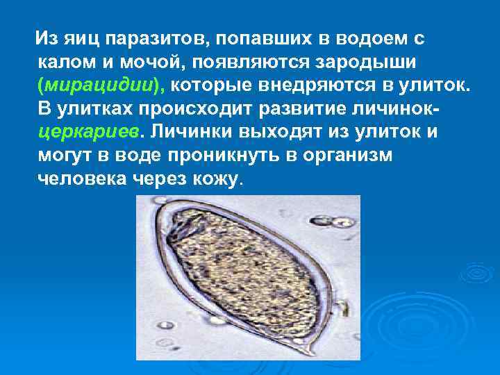   Из яиц паразитов, попавших в водоем с  калом и мочой, появляются
