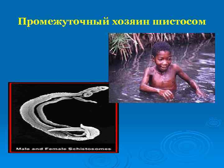 Промежуточный хозяин шистосом 