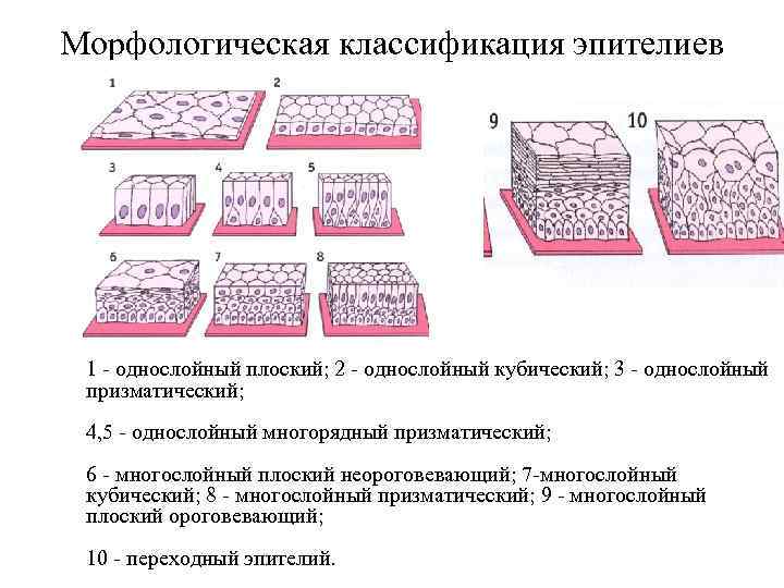 Плотная многослойная. Морфологическая классификация эпителиальных тканей. Схема строения эпителиальной ткани. Многослойный плоский эпителий гистология. Классификация эпителиальной ткани схема.