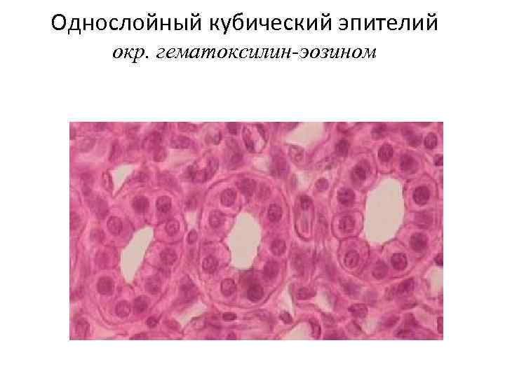 Однослойный кубический эпителий окр. гематоксилин-эозином 
