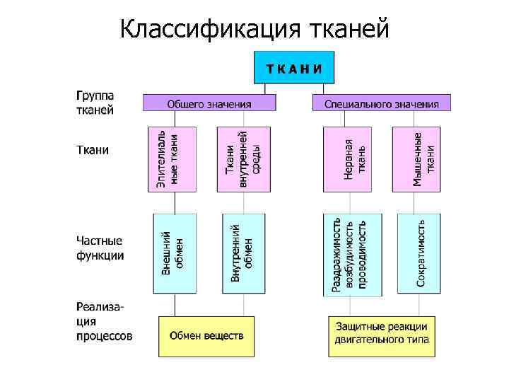 Функциональная классификация тканей