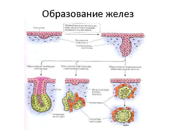 Образование желез 
