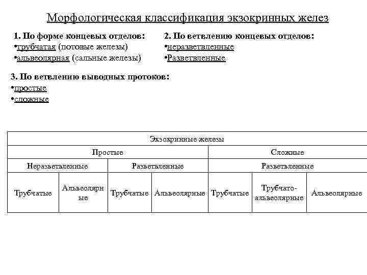 Морфологическая классификация экзокринных желез 1. По форме концевых отделов: • трубчатая (потовые железы) •