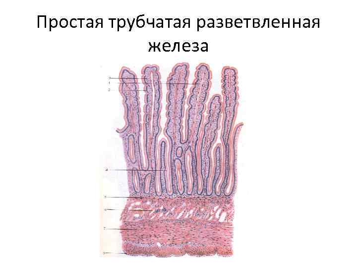 Простая трубчатая разветвленная железа 
