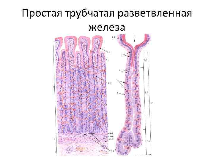 Простые трубчатые. Простая неразветвленная трубчатая железа. Простые разветвленные трубчатые железы. Матка трубчатые железы гистология. Простые трубчатые железы препарат.