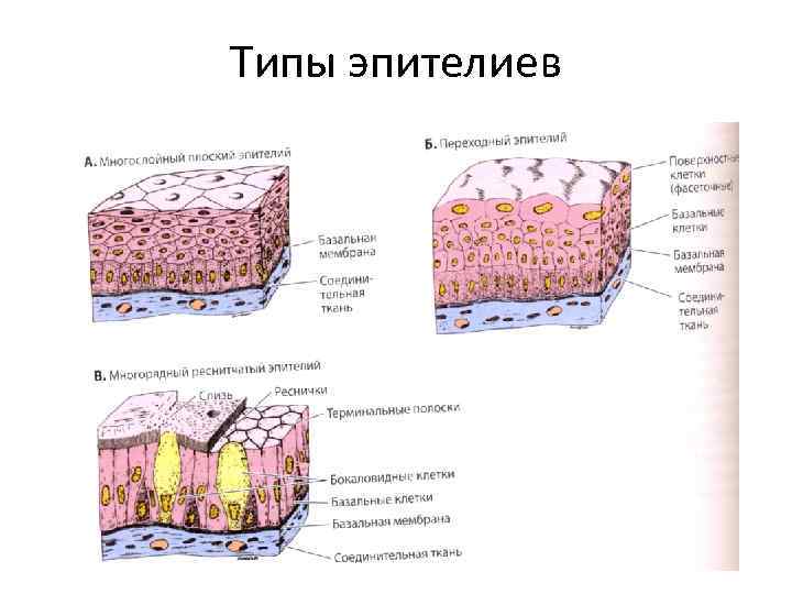 Пример эпителиальной ткани человека. Строение эпителиальной ткани. Эпителиальная ткань человека. Топография эпителиальной ткани. Строение эпителиальной ткани человека.