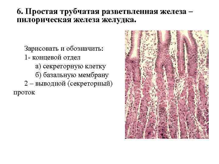 6. Простая трубчатая разветвленная железа – пилорическая железа желудка. Зарисовать и обозначить: 1 -