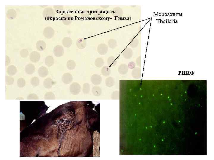 Зараженные эритроциты (окраска по Романовскому- Гимза) Мерозоиты Theileria РНИФ 