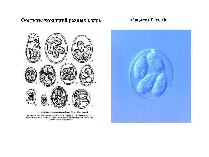 Ооцисты кокцидий разных видов Ооциста E. tenella 