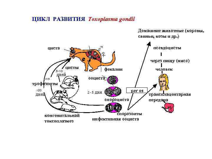 ЦИКЛ РАЗВИТИЯ Toxoplasma gondii Домашние животные (коровы, свиньи, козы и др. ) псевдоцисты циста