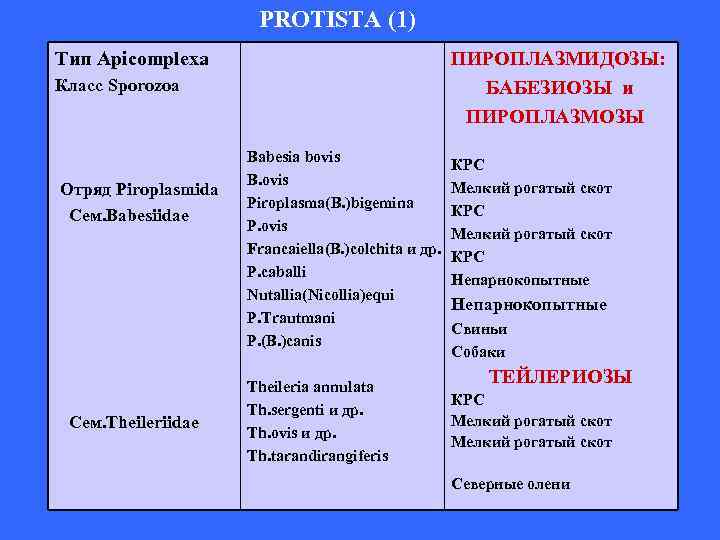 PROTISTA (1) Тип Apicomplexa ПИРОПЛАЗМИДОЗЫ: БАБЕЗИОЗЫ и ПИРОПЛАЗМОЗЫ Класс Sporozoa Отряд Piroplasmida Сем. Babesiidae