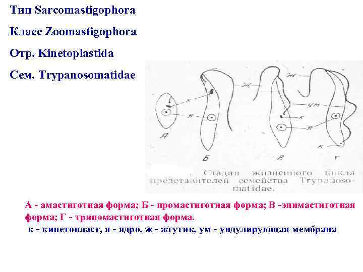 Тип Sarcomastigophora Класс Zoomastigophora Отр. Kinetoplastida Сем. Trypanosomatidae А - амастиготная форма; Б -