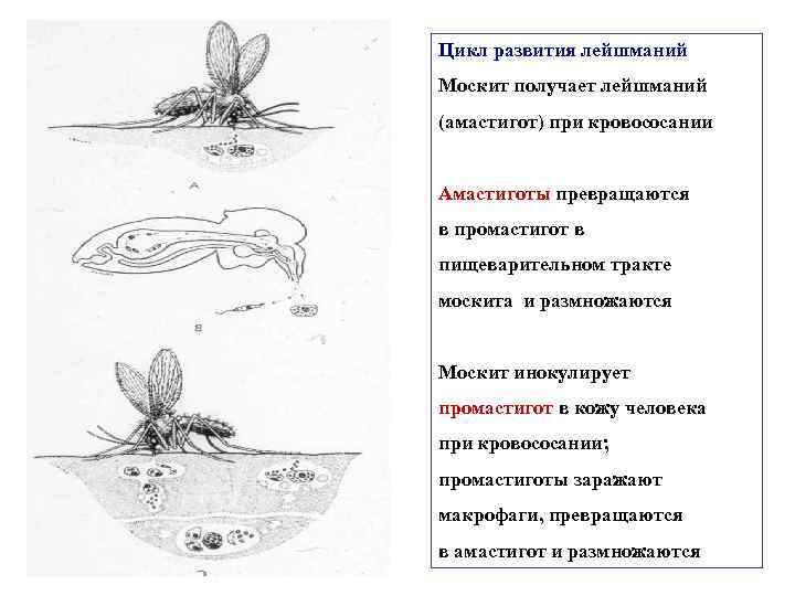 Жизненный цикл лейшмании схема