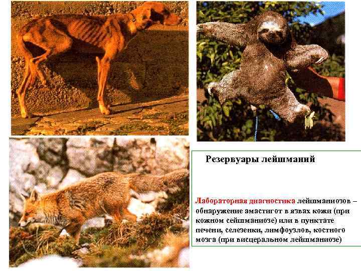 Резервуары лейшманий Лабораторная диагностика лейшманиозов – обнаружение амастигот в язвах кожи (при кожном сейшманиозе)