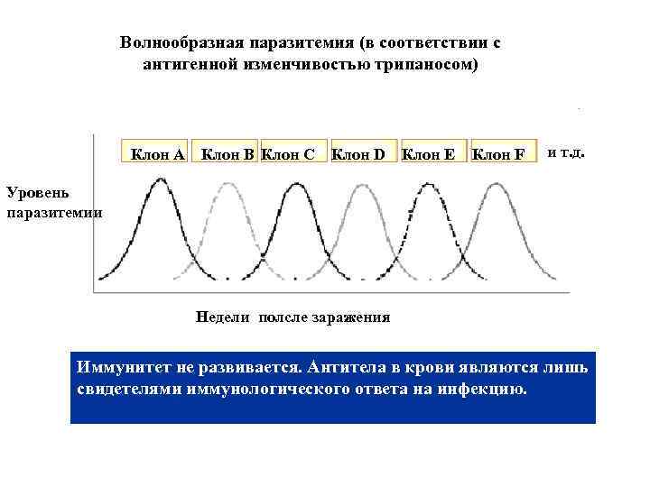 Волнообразная паразитемия (в соответствии с антигенной изменчивостью трипаносом) Клон А Клон B Клон C