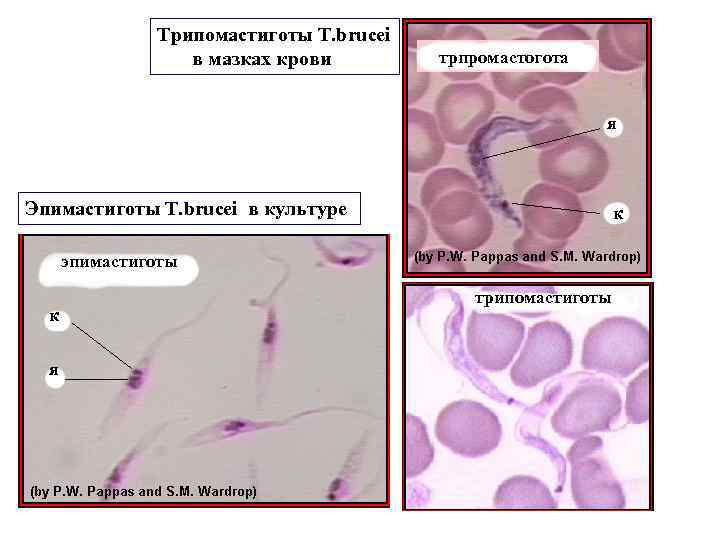 Трипомастиготы T. brucei в мазках крови трпромастогота я Эпимастиготы T. brucei в культуре к