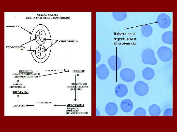 Babesia equi мерозоиты в эритроцитах 