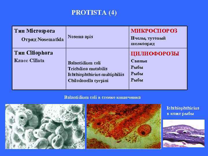 PROTISTA (4) Тип Microspora Отряд Nosematida МИКРОСПОРОЗ Nosema apis Тип Сiliophora Класс Сiliata Пчелы,