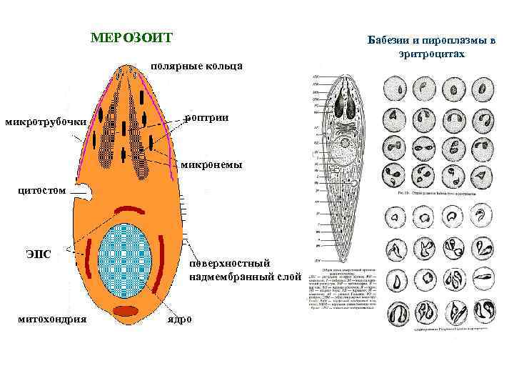 МЕРОЗОИТ полярные кольца микротрубочки роптрии микронемы цитостом ЭПС митохондрия поверхностный надмембранный слой ядро Бабезии