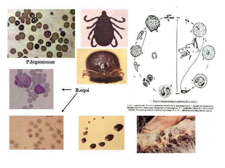 P. bigeminum B. equi 