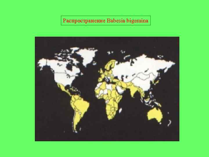 Распространение Babesia bigemina 