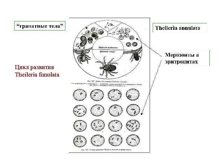 Цикл развития Theileria fnnulata 
