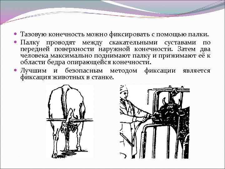  Тазовую конечность можно фиксировать с помощью палки. Палку проводят между скакательными суставами по