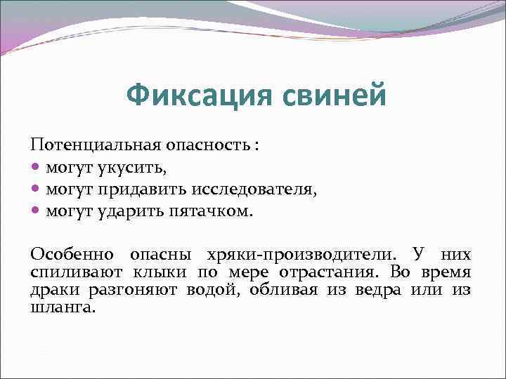 Фиксация свиней Потенциальная опасность : могут укусить, могут придавить исследователя, могут ударить пятачком. Особенно