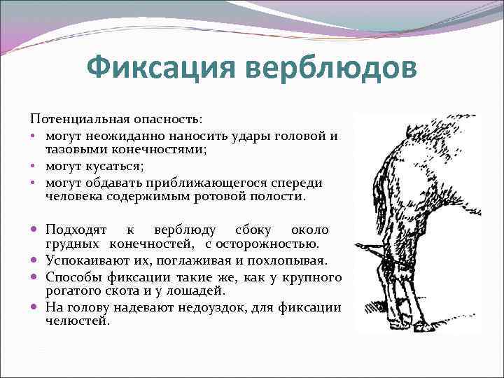 Столы для фиксации с х животных и указать для каких животных используются