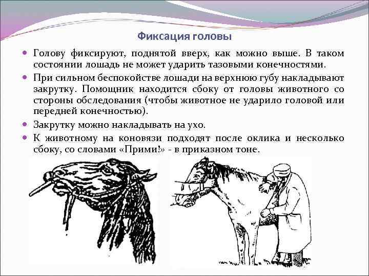 Фиксация головы Голову фиксируют, поднятой вверх, как можно выше. В таком состоянии лошадь не