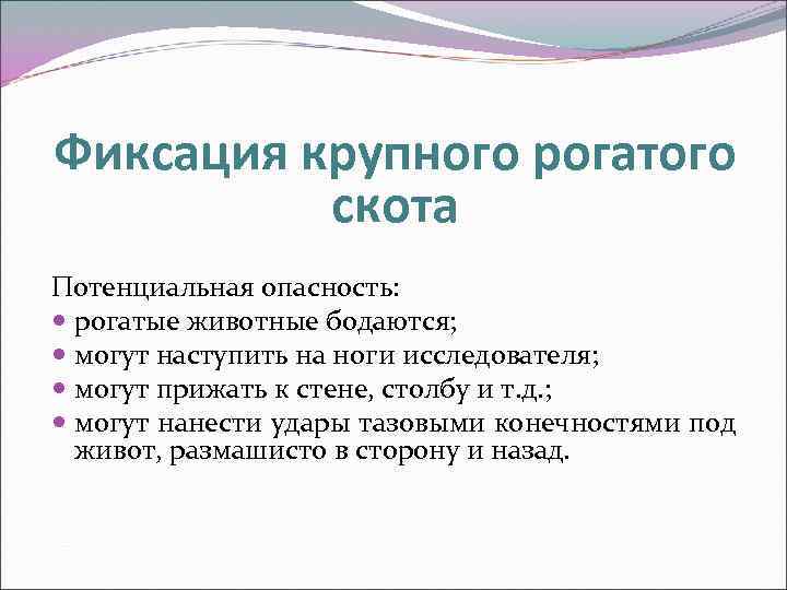 Фиксация крупного рогатого скота Потенциальная опасность: рогатые животные бодаются; могут наступить на ноги исследователя;