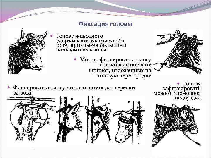 Фиксация животных ветеринария