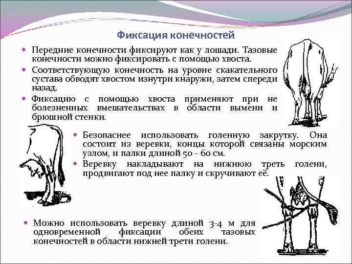 Хромать перевод. Фиксация тазовых конечностей коровы. Фиксация грудной конечности КРС.