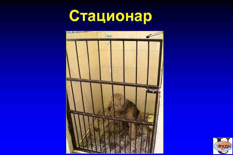 Стационар   РУДН 