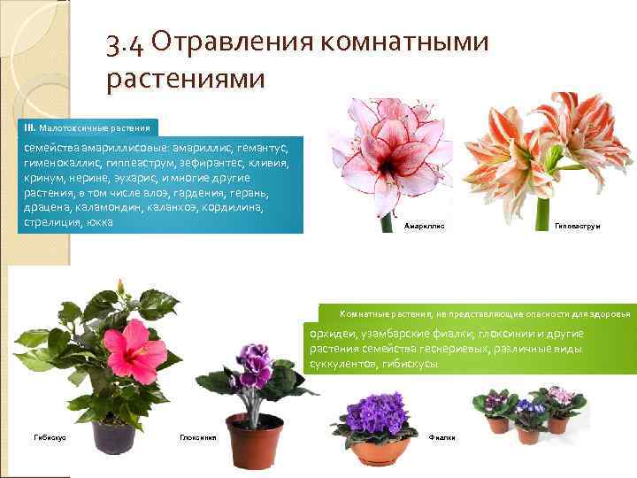 3. 4 Отравления комнатными растениями III. Малотоксичные растения семейства амариллисовые: амариллис, гемантус, гименокаллис, гиппеаструм,